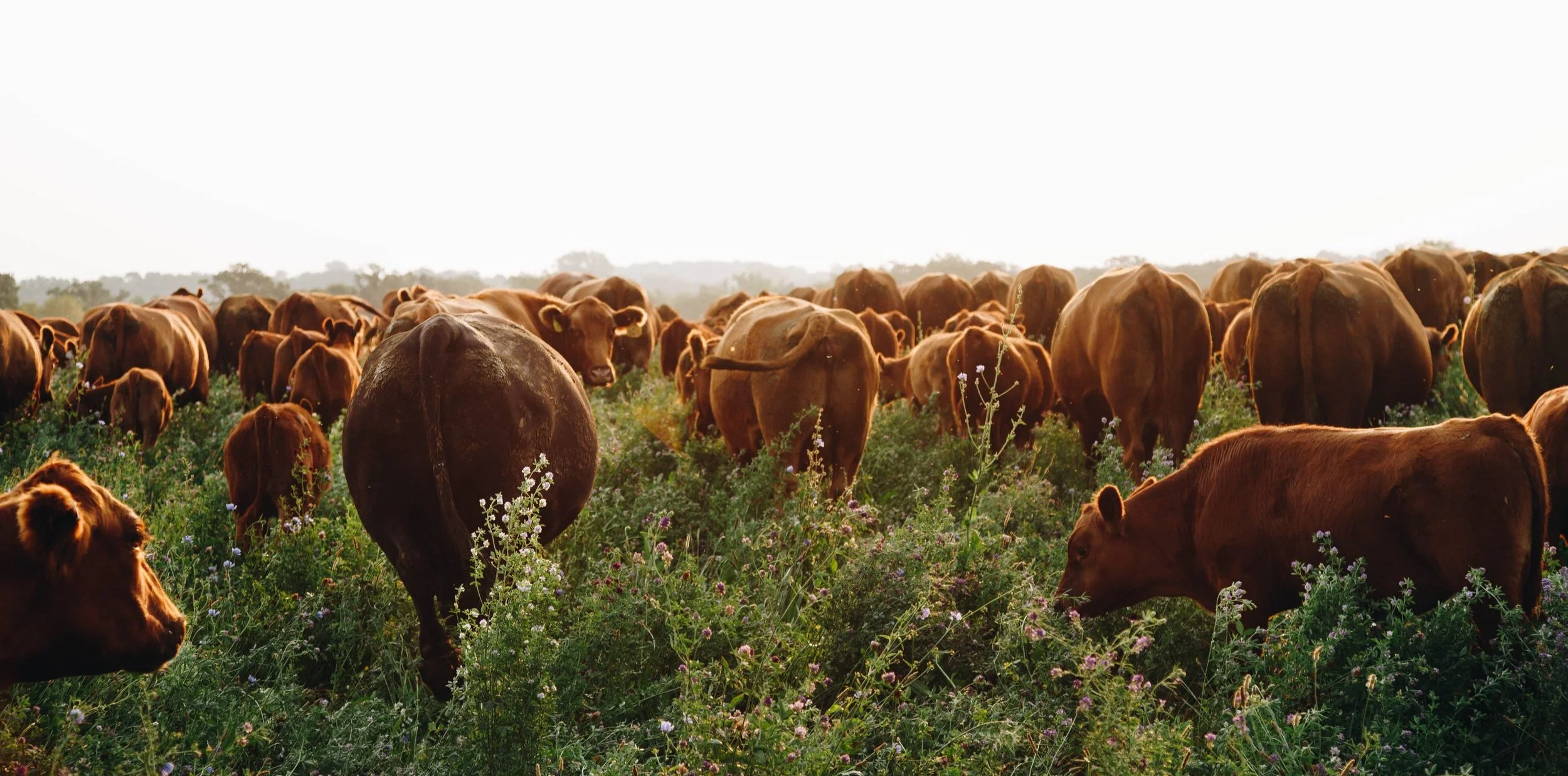 Images by Greener Pastures